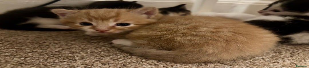 Mixed Breed Kitten 1