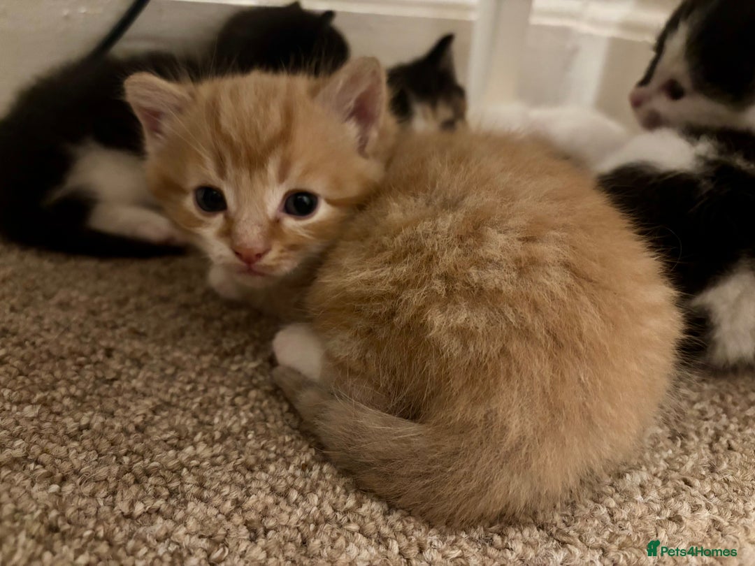 Mixed Breed cats for sale: Beautiful Maine Coon cross kittens - Image 2
