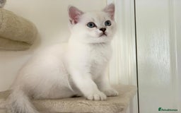 Scottish Fold cats for sale: Scottish fold kittens 😸  - Image 4