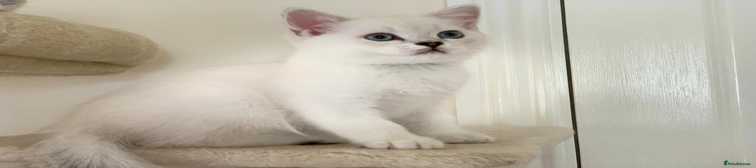 Scottish Fold Kitten 4