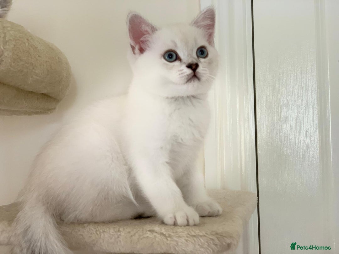 Scottish Fold cats for sale: Scottish fold kittens 😸  - Image 4