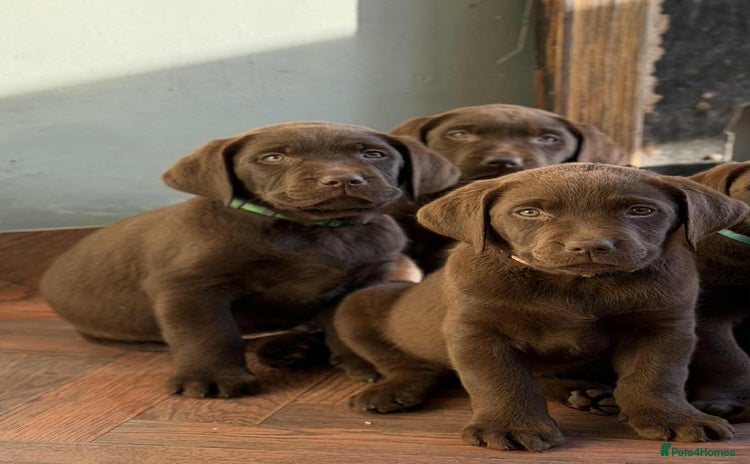 Labrador Retriever dogs - Advert 14