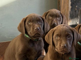 Labrador Retriever dogs - Advert 1