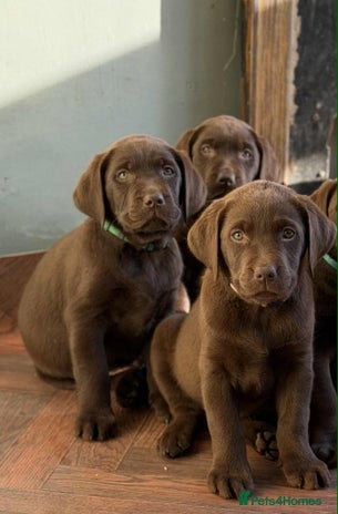 Labrador Retriever dogs - Advert 1