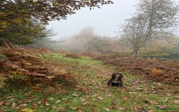 Cocker Spaniel dogs for stud: Working Cocker spaniel at stud - Advert 4
