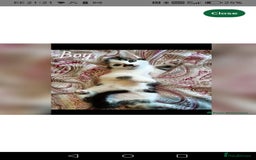 Mixed Breed cats for sale: Two Adorable Kittens, ready for their forever home - Image 2