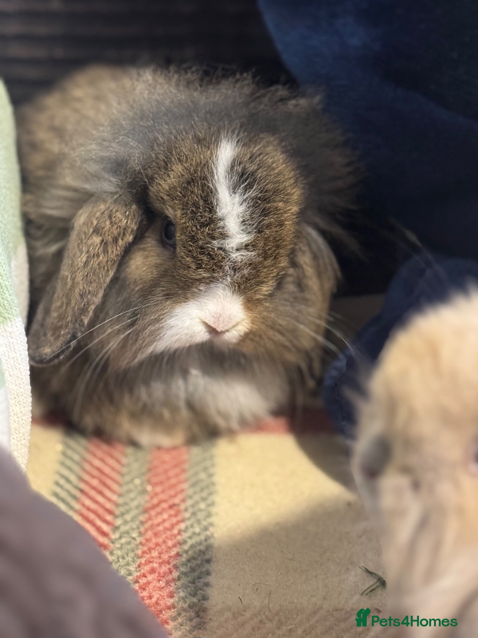 Mini Lop rabbits Gorgeous mini lop & lion lop babies (vaccinated)  - Advert 1