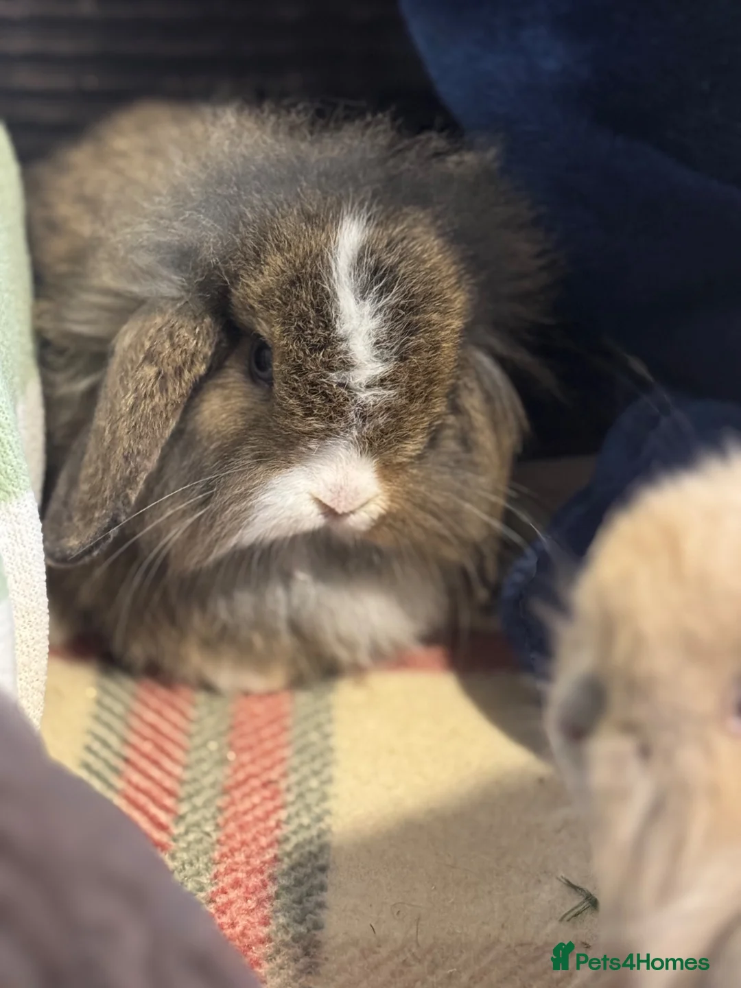 Mini Lop rabbits for sale: Gorgeous mini lop & lion lop babies (vaccinated)  in Llandysul - Advert 1