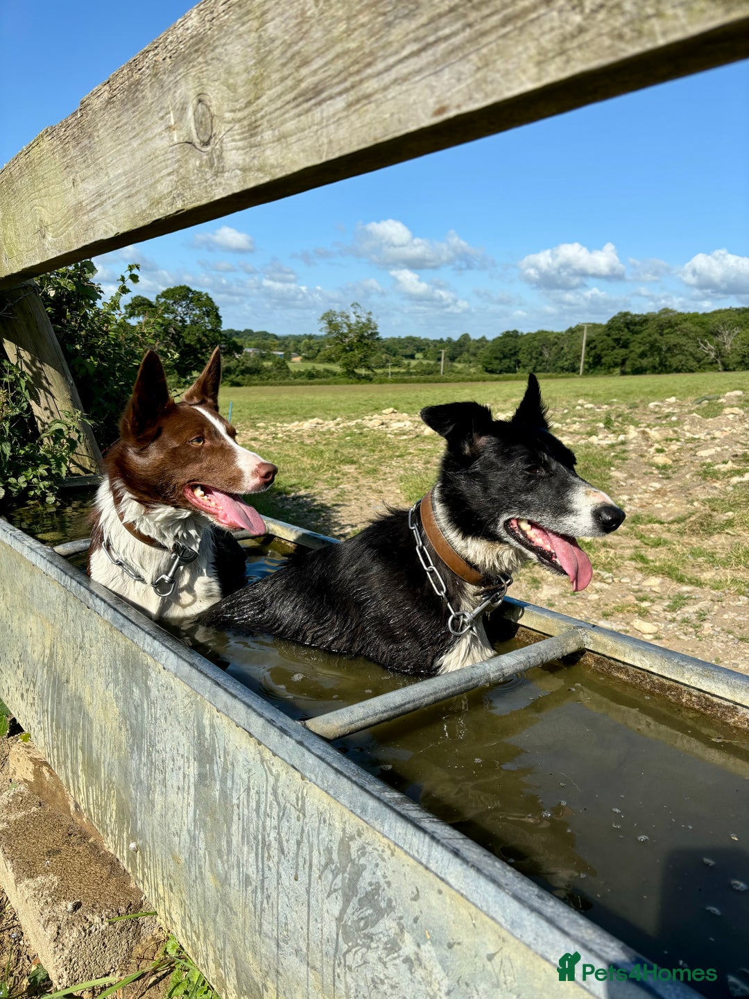 Border Collie dogs for stud: ISDS reg Red & White Collie Stud - Advert 2
