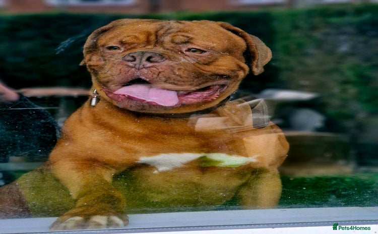 Dogue De Bordeaux dogs - Advert 7