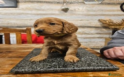 Cockapoo dogs for sale: F2 cockapoo boys 1 left available  - Advert 28