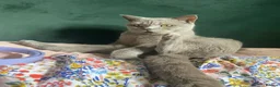 British Shorthair cats for sale: Sweet boy needs new home 🩵 in Abbots Langley - Advert 3