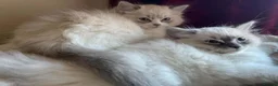 Ragdoll cats for sale: PUREBRED FEMALE RAGDOLL KITTENS AVAILABLE in Wakefield - Advert 3