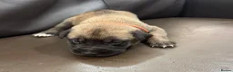 Mixed Breed dogs for sale: Belgium malinios x cane corso mix - Advert 19