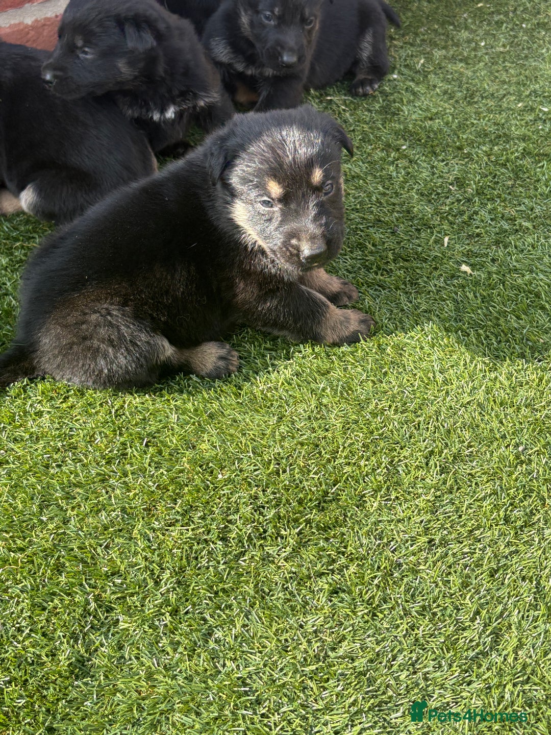 German Shepherd dogs for sale: German shepherd puppies  - Image 4