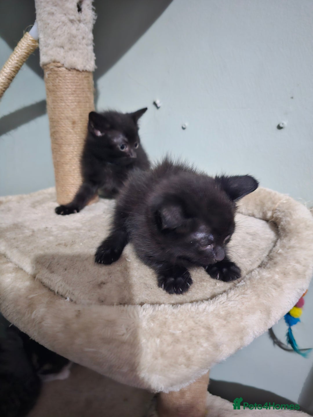 Mixed Breed cats for sale: Mixed kittens ready for their new home - Image 8