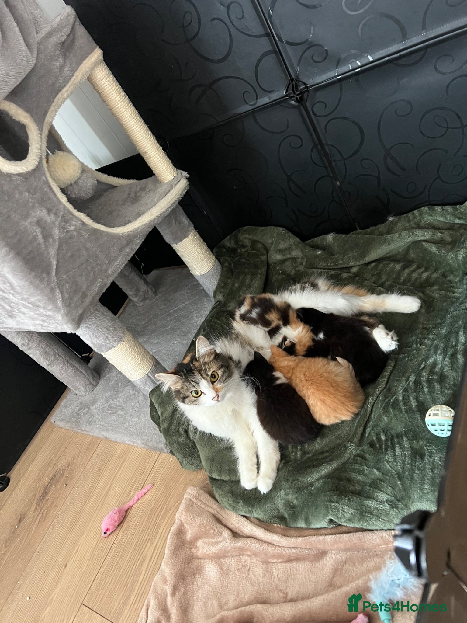 Mixed Breed cats 2 half ragdoll kittens - Advert 2