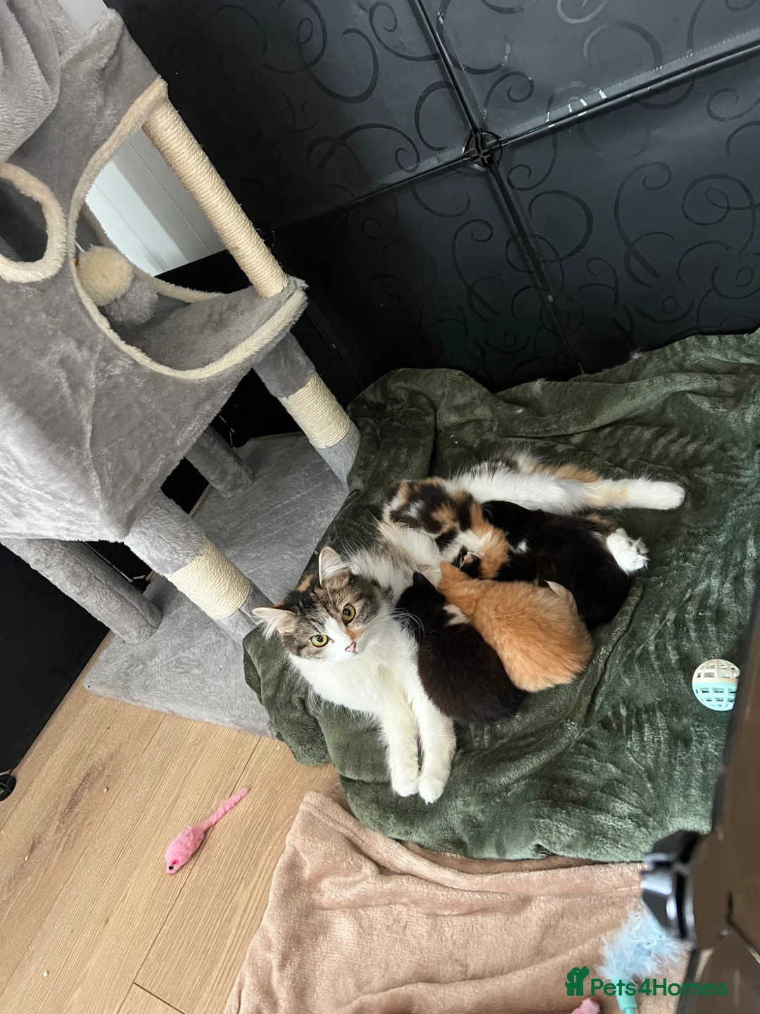 Mixed Breed cats for sale: 2 half ragdoll kittens - Advert 1