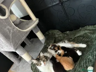 Mixed Breed cats 2 half ragdoll kittens - Advert 2