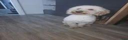 Toy Poodle dogs for stud: Caramel - Advert 4