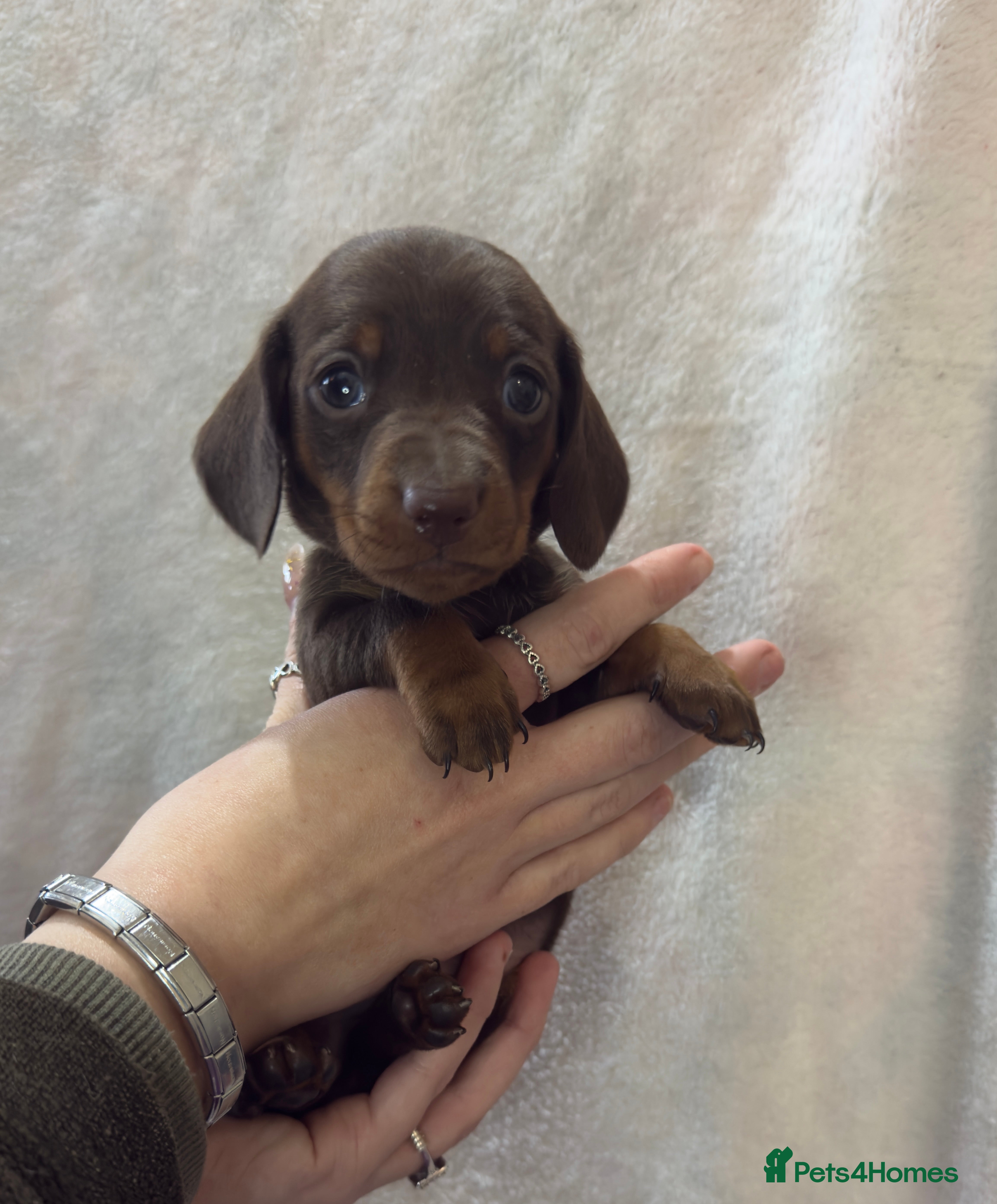 Dachshund dogs Kennel Club Registered & Health Tested - Advert 3