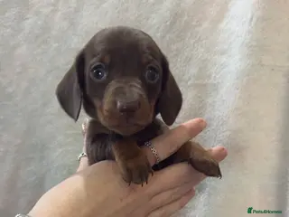 Dachshund dogs Kennel Club Registered & Health Tested - Advert 3