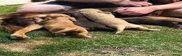 Cocker Spaniel dogs for sale: 3 boy Cocker Spaniels in Wigan - Advert 17