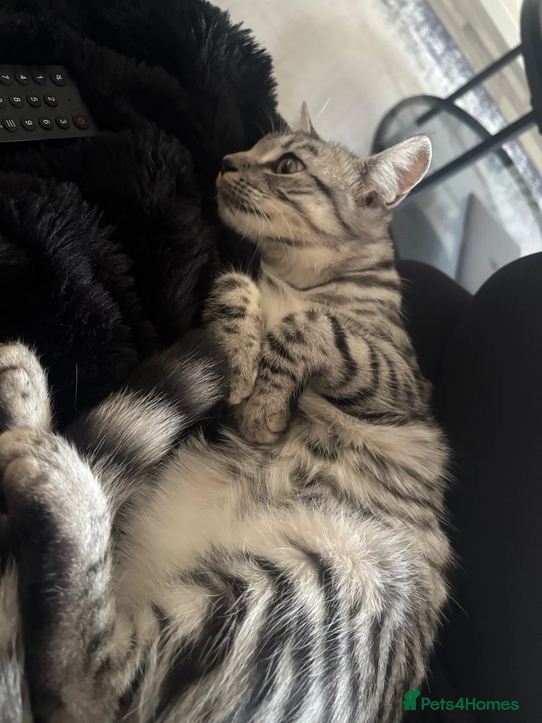 Mixed Breed cats for sale: 6 month female for sale - Advert 1