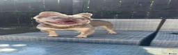 French Bulldog dogs for sale: Fluffy frenchies - Advert 1