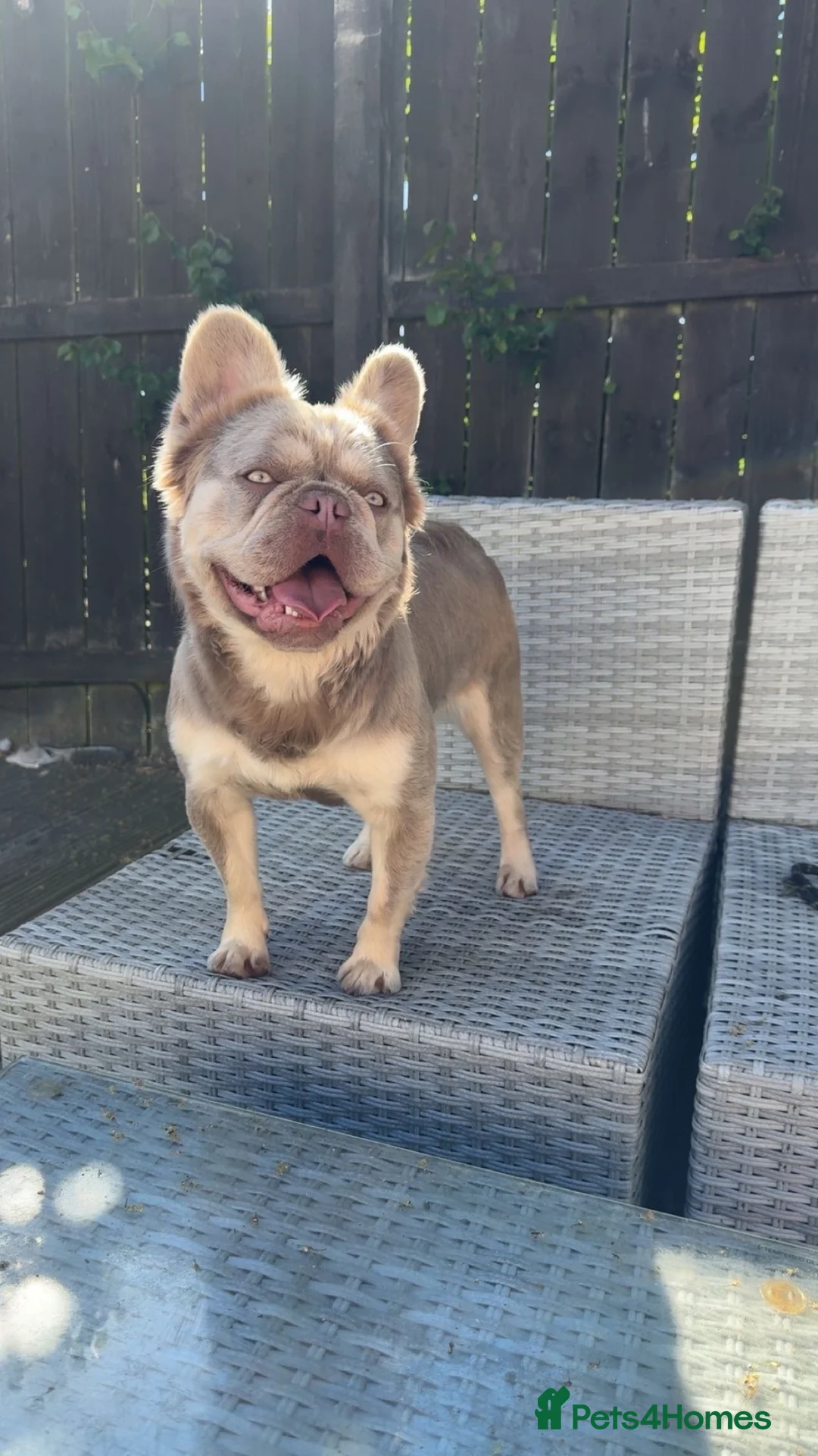 French Bulldog dogs for sale: Fluffy frenchies - Advert 1