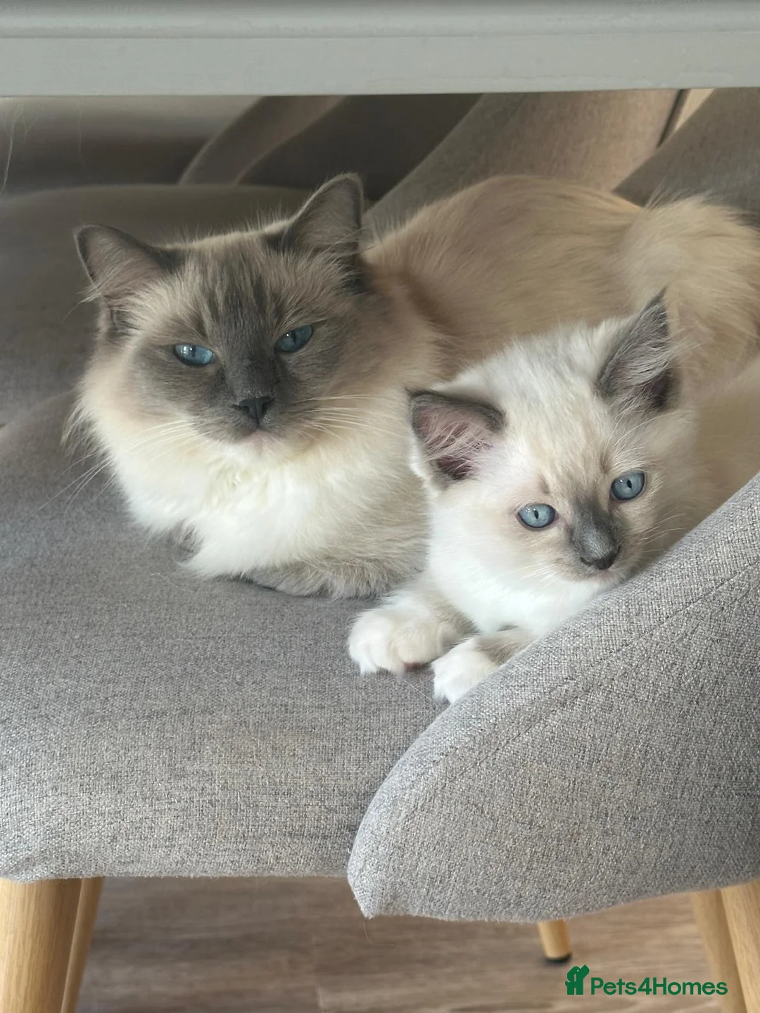 Ragdoll cats for sale: GCCF Pedigree Ragdoll Kitten - Advert 6