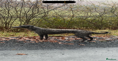 Mixed Breed dogs Bedlington/whippet puppies  - Advert 5