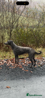 Mixed Breed dogs Bedlington/whippet puppies - Advert 6