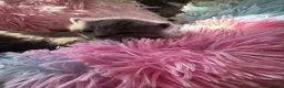 British Shorthair cats for sale: British shorthair kittens  - Advert 5