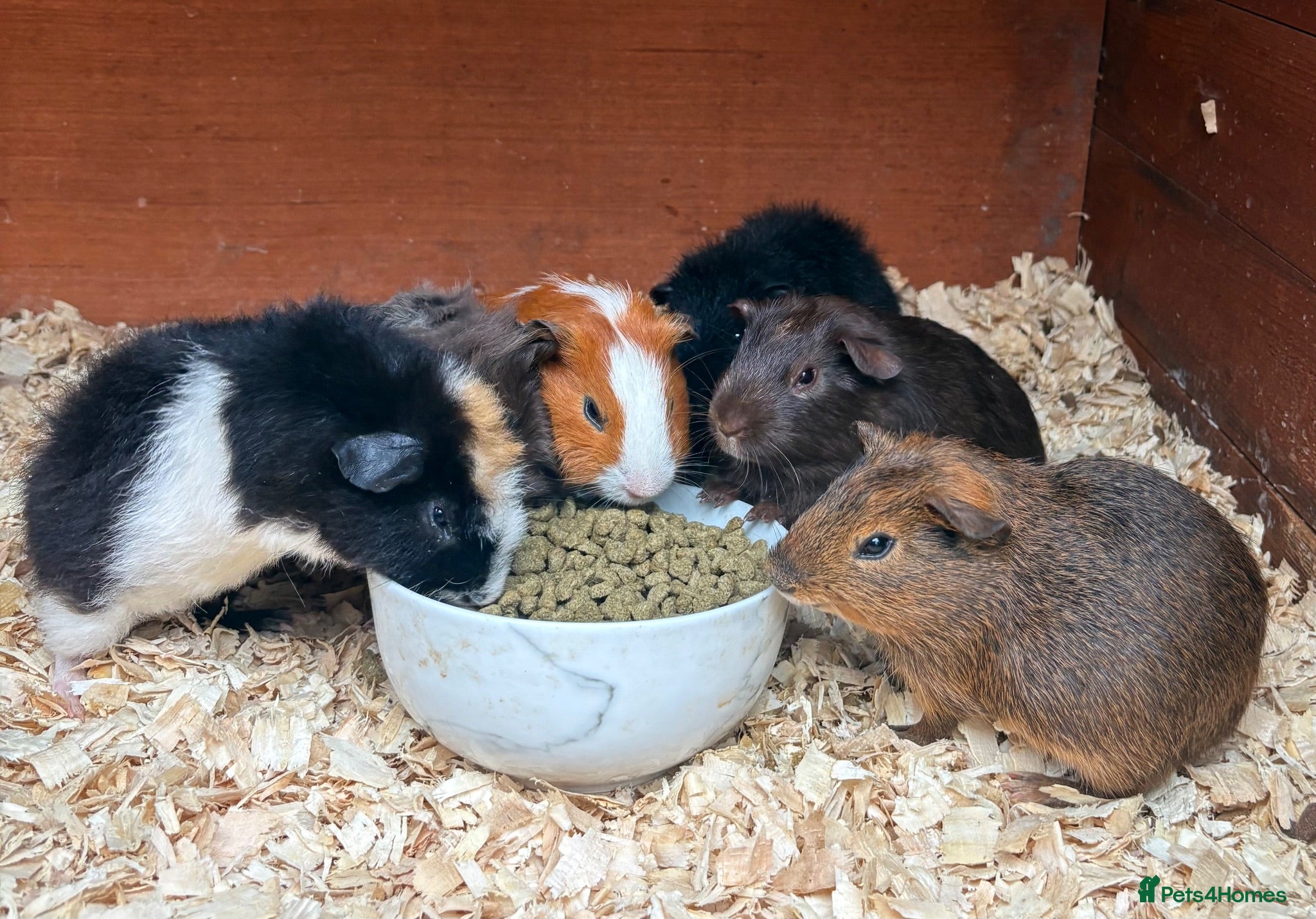 Guinea Pig rodents Beautiful Guinea Pigs available  - Advert 1