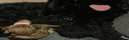 Cockapoo dogs for sale: Beautiful F1 pups from health tested parents in Marlborough - Advert 1