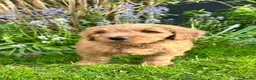 Mini Goldendoodle dogs for sale: F1 Mini Goldendoodle Puppies- ONE REMAINING   - Advert 9