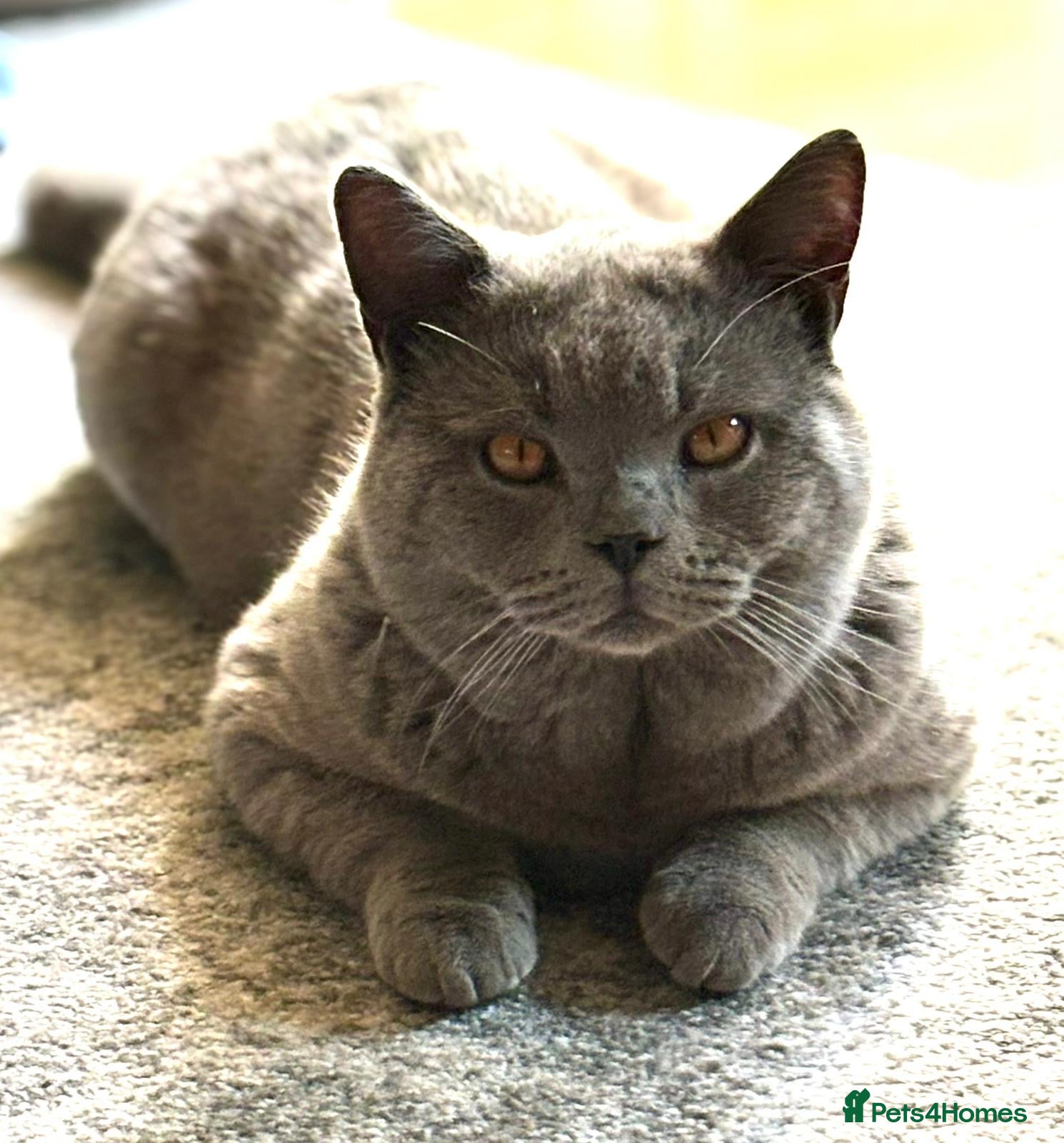 British Shorthair cats Beautiful British Short Hair  - Advert 15