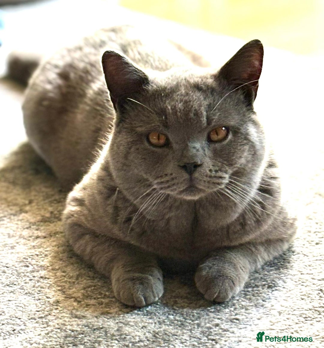 British Shorthair cats for sale: Beautiful British Short Hair  - Advert 1