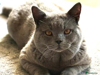 British Shorthair cats Beautiful British Short Hair - Advert 1