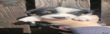 Border Collie Puppy 4