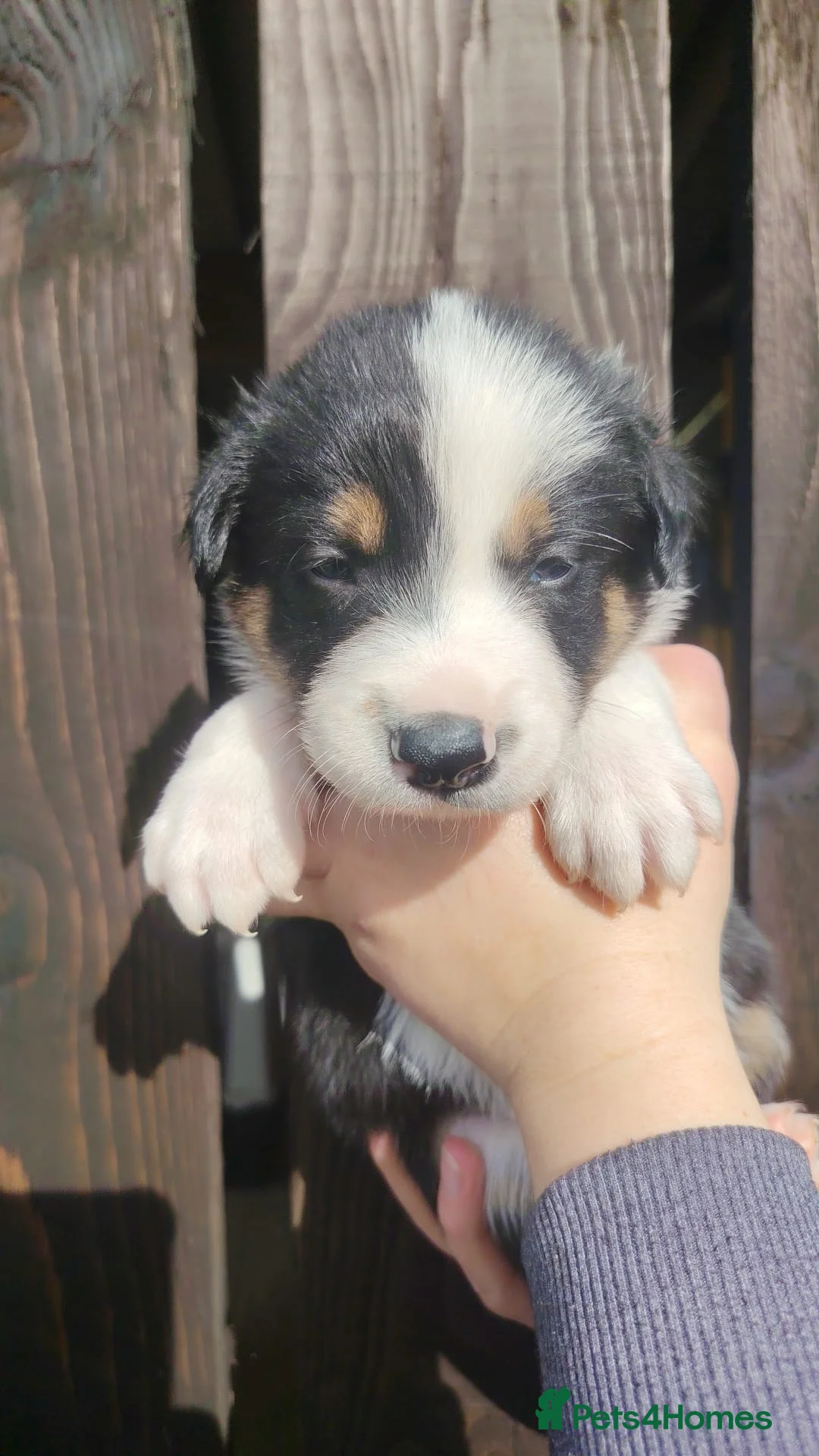 Border Collie dogs for sale: Border Collie Pups  - Advert 2