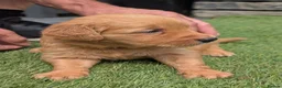 Golden Retriever dogs for sale: Beautiful KC registered Golden Retriever puppies  - Advert 8