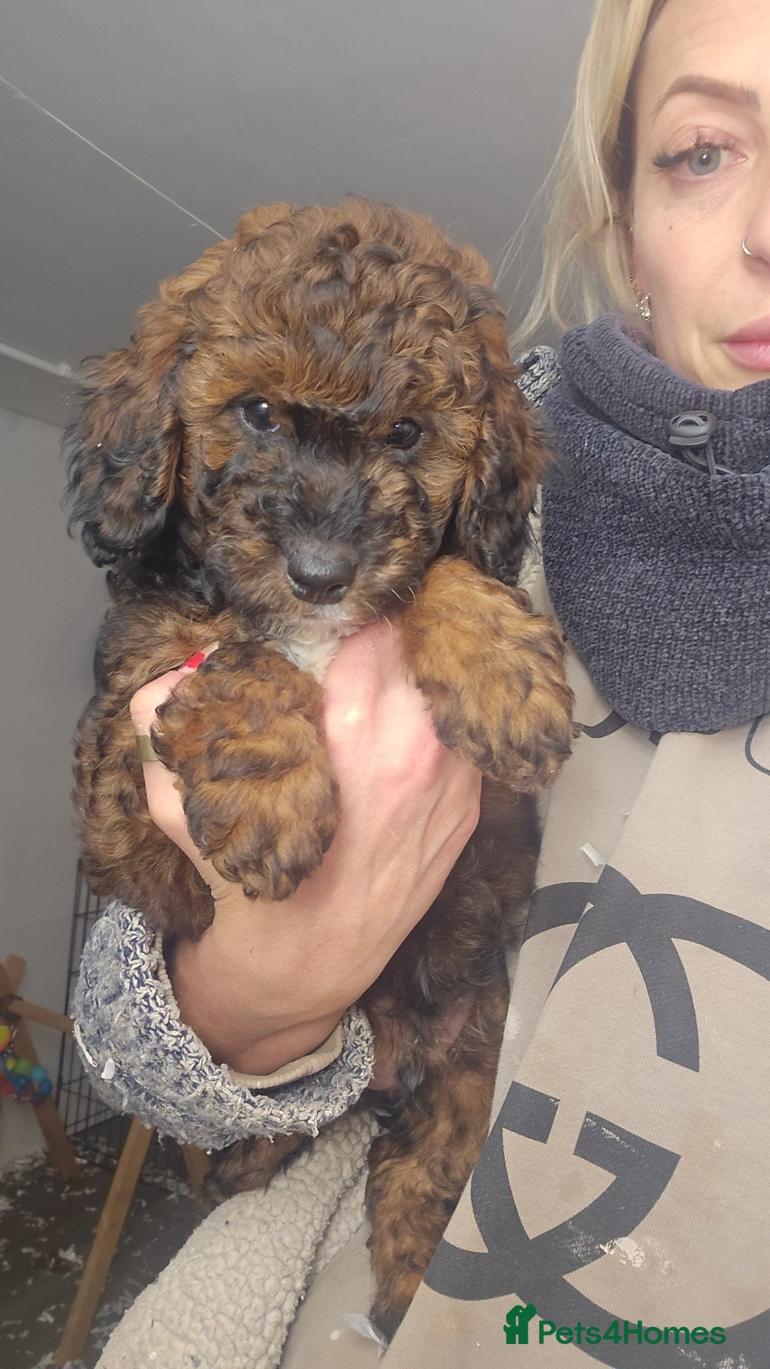 Toy Poodle dogs for sale: Toy Sized Poodles - Ready now - Advert 16