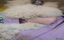 Angora rabbits for sale: Angora Doe - Image 2