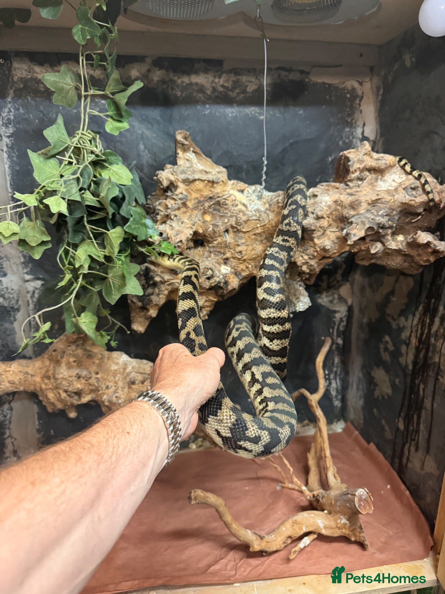 Snake reptiles Beautiful carpet python  - Advert 6