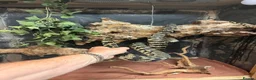 Snake reptiles for sale: Beautiful carpet python  in Dover - Advert 1