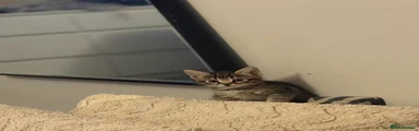Bengal 2