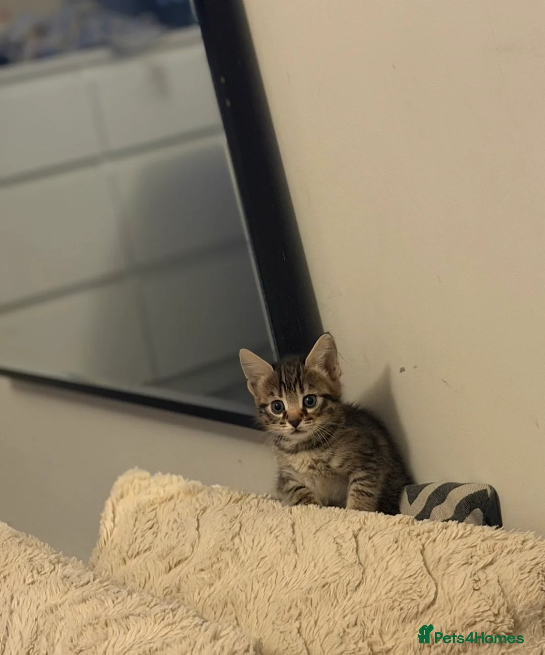 Bengal cats for sale: Two beautiful kittens  in Carterton - Advert 2