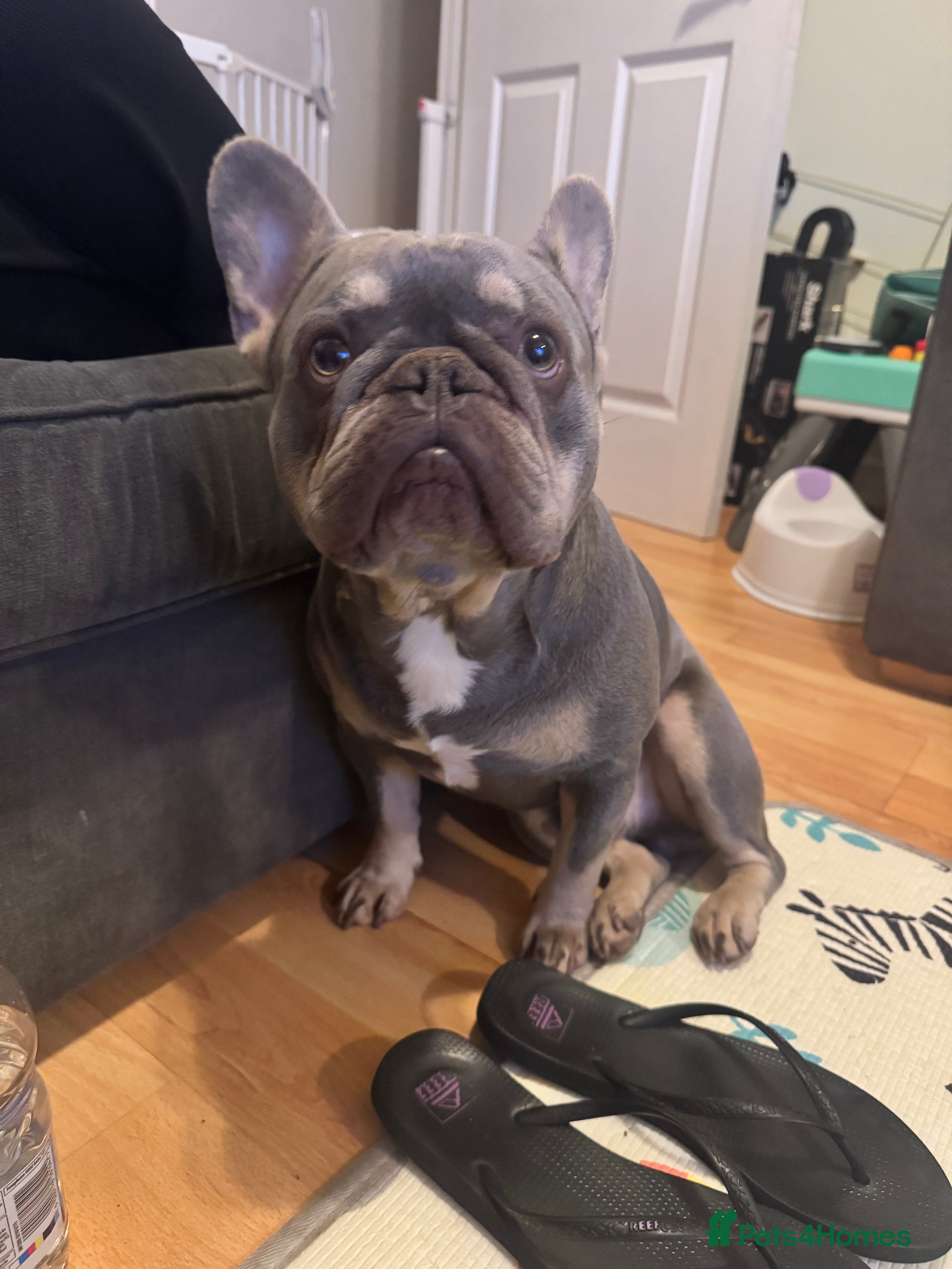 French Bulldog dogs Say hello to Kobe - Advert 3